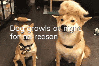 Dog growls at night for no reason
