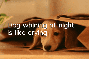 Dog whining at night is like crying