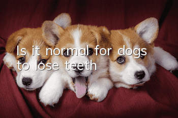 Is it normal for dogs to lose teeth?