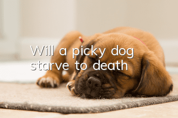 Will a picky dog starve to death?