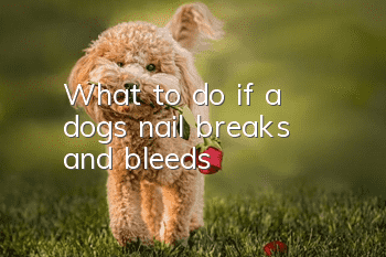 What to do if a dog’s nail breaks and bleeds