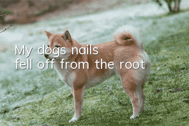 My dog's nails fell off from the root