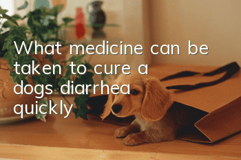 What medicine can be taken to cure a dog's diarrhea quickly?