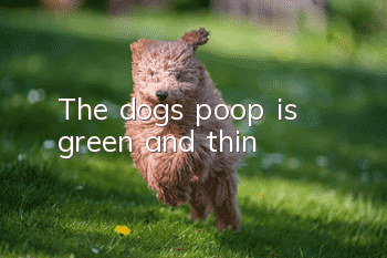 The dog's poop is green and thin