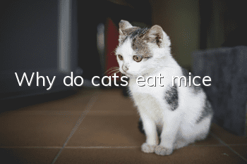 Why do cats eat mice?