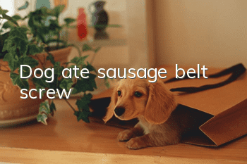 Dog ate sausage belt screw