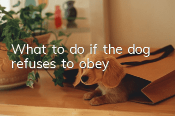 What to do if the dog refuses to obey?