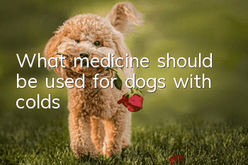 What medicine should be used for dogs with colds?