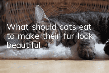What should cats eat to make their fur look beautiful?