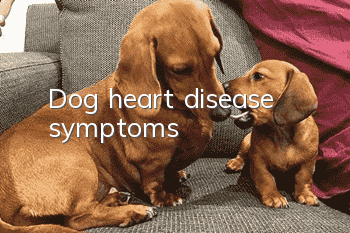 Dog heart disease symptoms