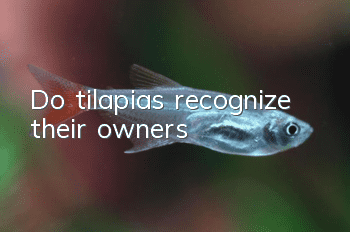 Do tilapias recognize their owners?