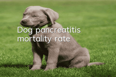 Dog pancreatitis mortality rate