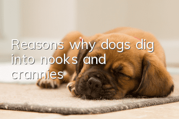 Reasons why dogs dig into nooks and crannies