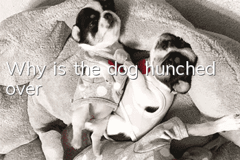 Why is the dog hunched over?
