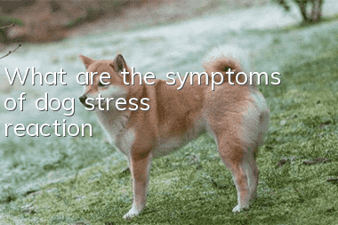 What are the symptoms of dog stress reaction?
