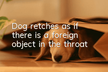 Dog retches as if there is a foreign object in the throat