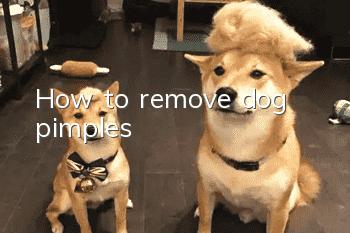 How to remove dog pimples