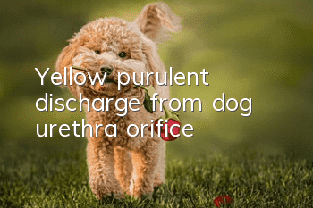 Yellow purulent discharge from dog urethra orifice