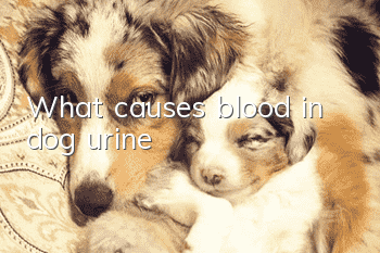 What causes blood in dog urine?