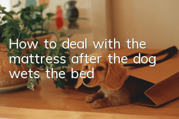 How to deal with the mattress after the dog wets the bed