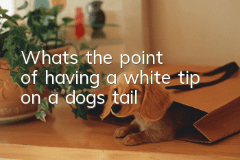 What's the point of having a white tip on a dog's tail?