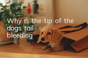 Why is the tip of the dog's tail bleeding?
