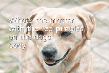 What's the matter with the red pimples on the dog's body?