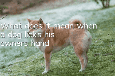 What does it mean when a dog licks his owner's hand?