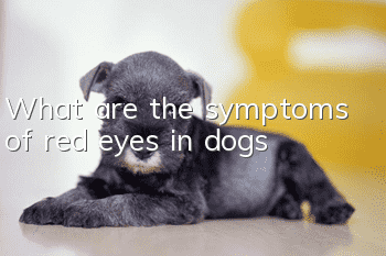 What are the symptoms of red eyes in dogs?