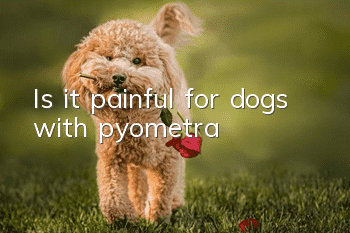 Is it painful for dogs with pyometra?