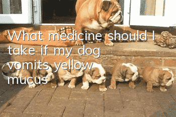 What medicine should I take if my dog vomits yellow mucus?