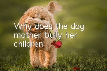 Why does the dog mother bully her children?
