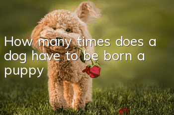 How many times does a dog have to be born a puppy?