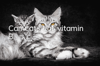 Can cats eat vitamin B?