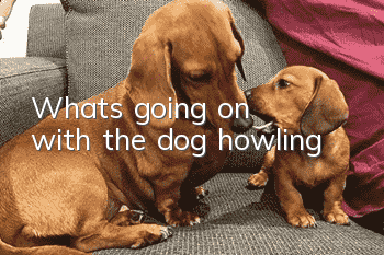What's going on with the dog howling?