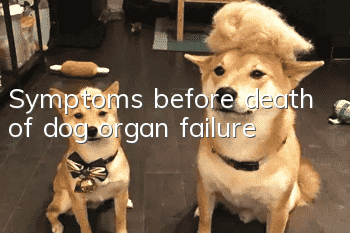 Symptoms before death of dog organ failure