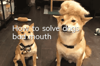 How to solve dog’s bad mouth