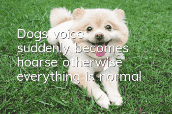 Dog's voice suddenly becomes hoarse, otherwise everything is normal