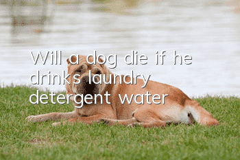Will a dog die if he drinks laundry detergent water?
