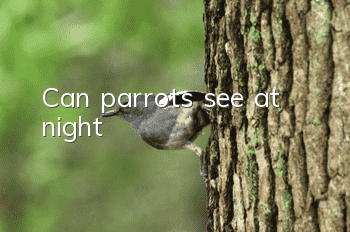 Can parrots see at night?