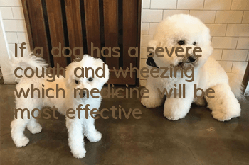 If a dog has a severe cough and wheezing, which medicine will be most effective?