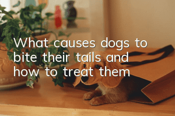 What causes dogs to bite their tails and how to treat them