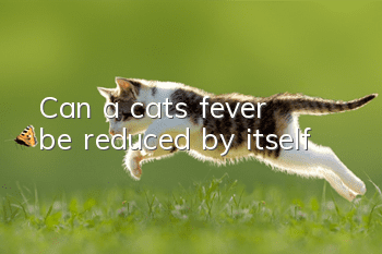 Can a cat's fever be reduced by itself?
