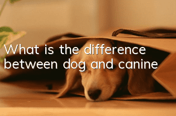 What is the difference between dog and canine