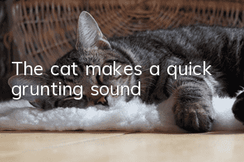 The cat makes a quick grunting sound