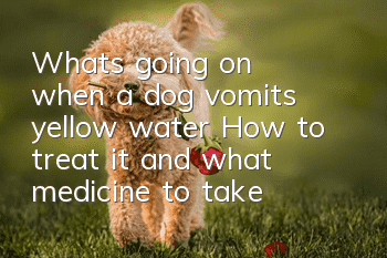 What's going on when a dog vomits yellow water? How to treat it and what medicine to take?