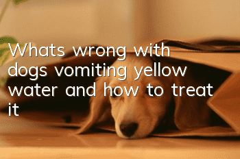 What’s wrong with dogs vomiting yellow water and how to treat it