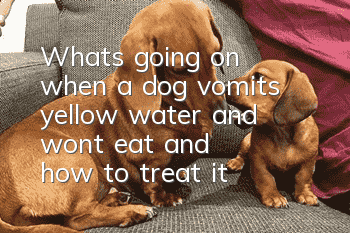 What's going on when a dog vomits yellow water and won't eat, and how to treat it