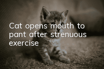 Cat opens mouth to pant after strenuous exercise