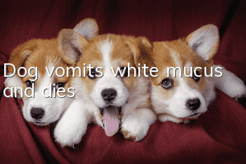 Dog vomits white mucus and dies
